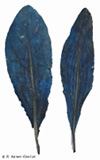 Behandelte Blätter des Färberwaids mit sichtbar gewordenem Indigo