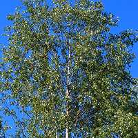 Betula pendula