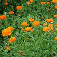 Calendula officinalis